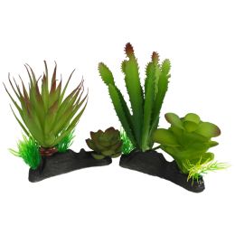 KOM PLNT CACTUS SUCCULENT